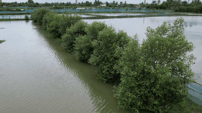 An aerial view of shrimp ponds.