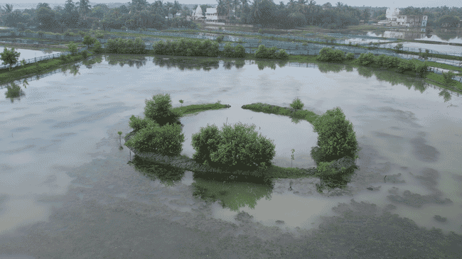 An aerial view of shrimp ponds.