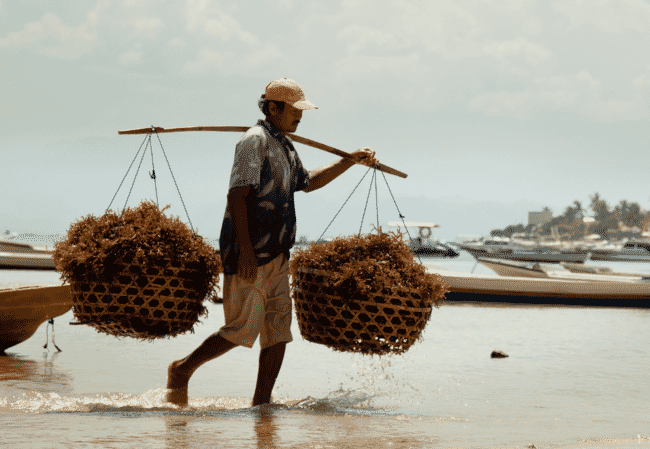 A man holding baskets with seaweed.