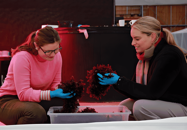 Two women examining a box of seaweed.