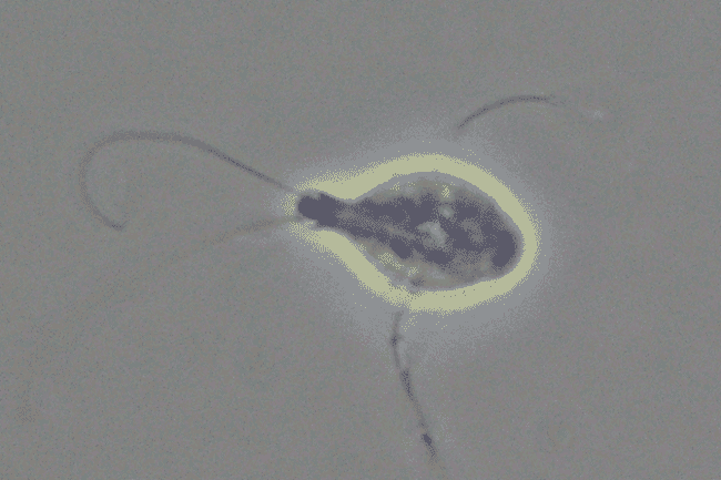 The parasite Spironucleus salmonicida