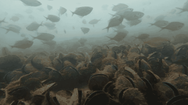 A shoal of fish above a mussel bed.