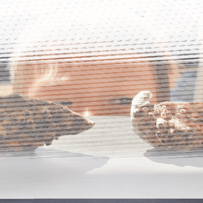A boy looking at two oysters.