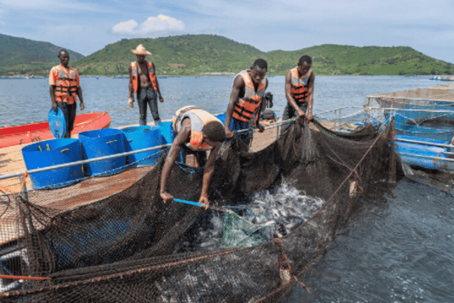 people harvesting fish from a cage