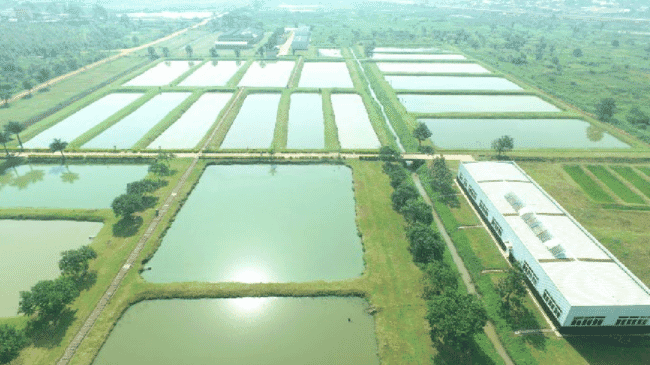 A fish farm in Uganda.