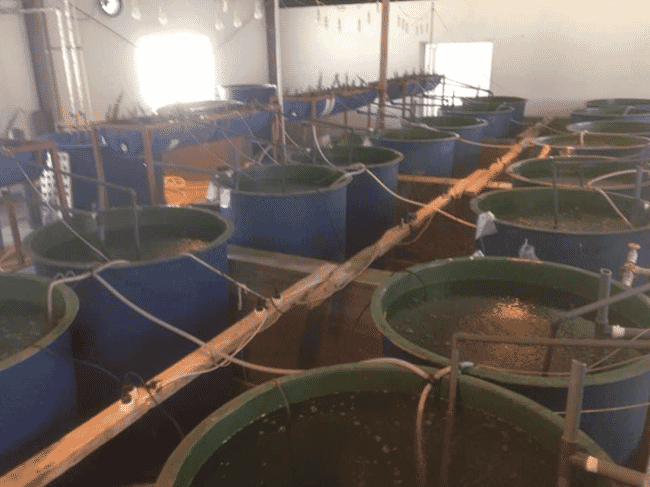 Indoor aquaponics unit