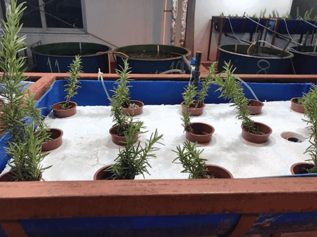 aquaponics unit with rosemary